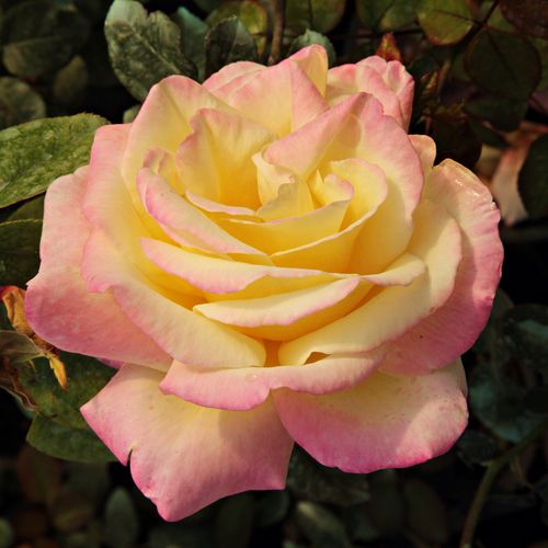 Vendita, rose rose ibridi di tea - giallo - rosa - Rosa Horticolor™ - rosa dal profumo discreto - Louis Laperrière - ,-
